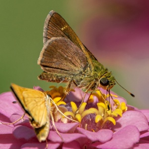 Dunn-skipper