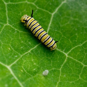 Monarch-larva-stages-7