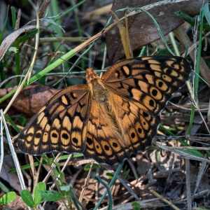 Variegated-Fritillary-4162