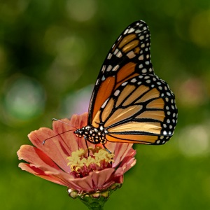 monarch-3646