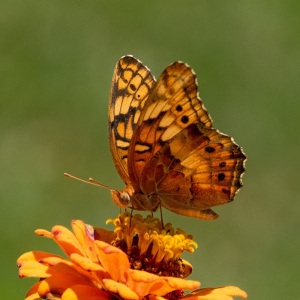 variegatet-fritillary-4167