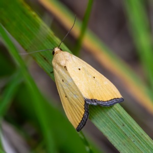 Black-bordered Lemon Moth