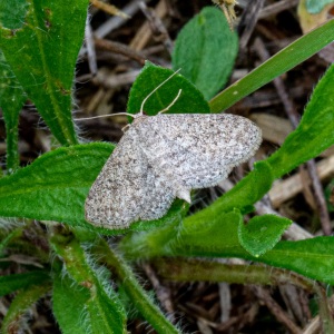 Dotted Gray Moth