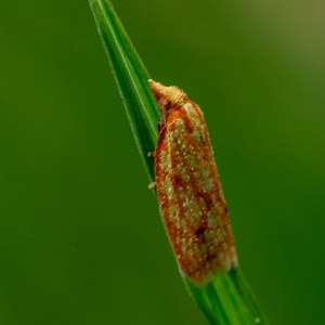 Fruitworm Moth