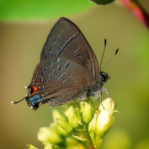 Banded-Hairstreak-1-3