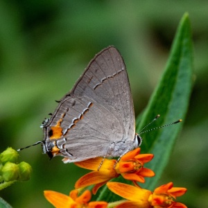 Grey-Hairstreak-5382