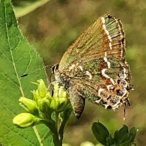 Olive-Hairstreak-1-1