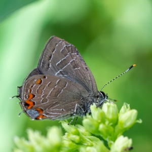 maybe-Striped-Hairstreak-1-1