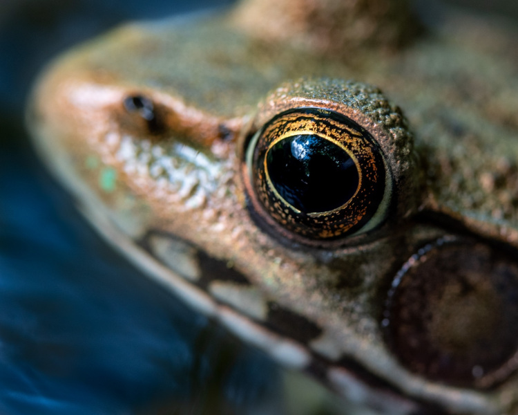 5714-frog-5