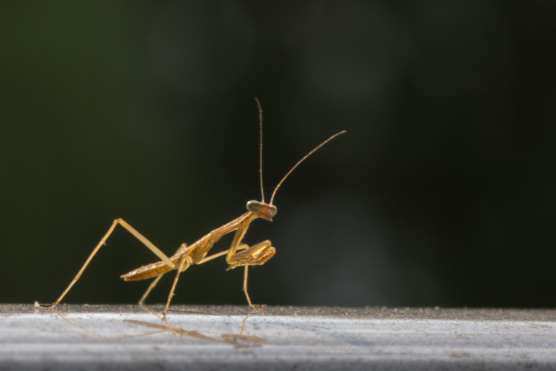 baby mantis jpg-7