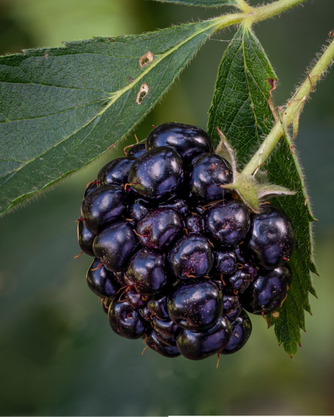 blackberry-stack1-2