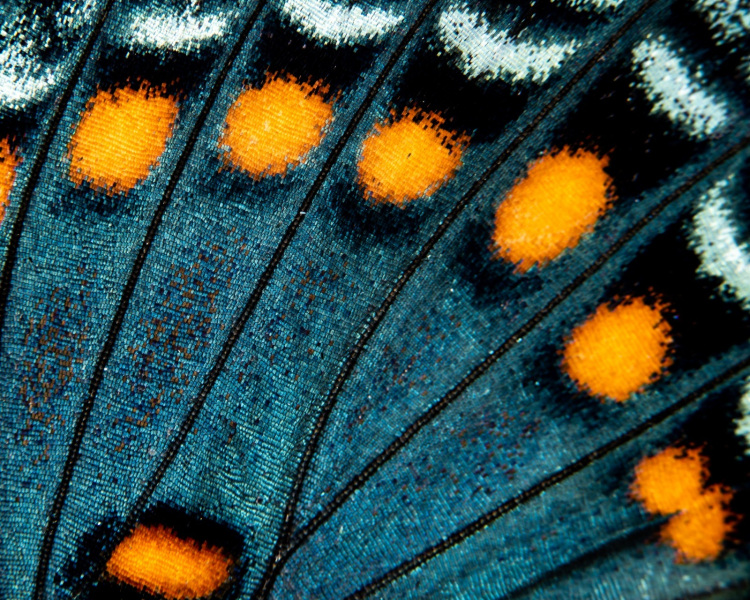 butterfly-wing-2