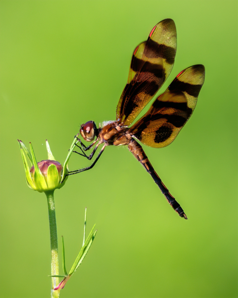 dragonfly
