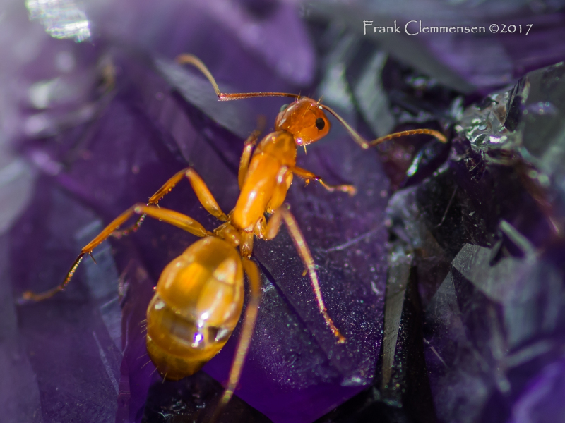 insects-red-ant-crystal-macro-2-1