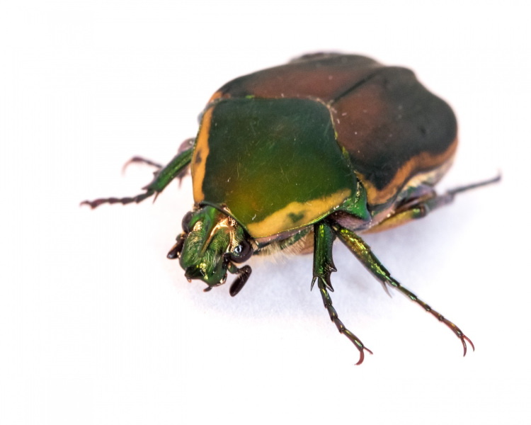 june-bug-26