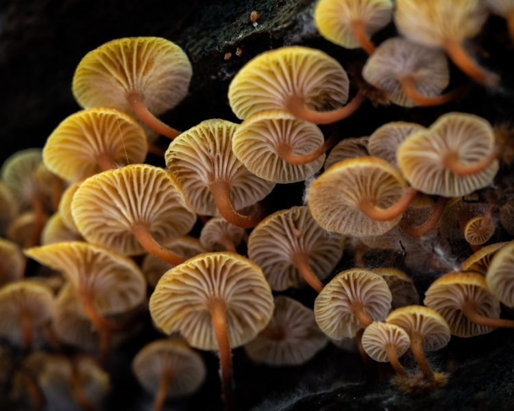 linville-mushrooms-30