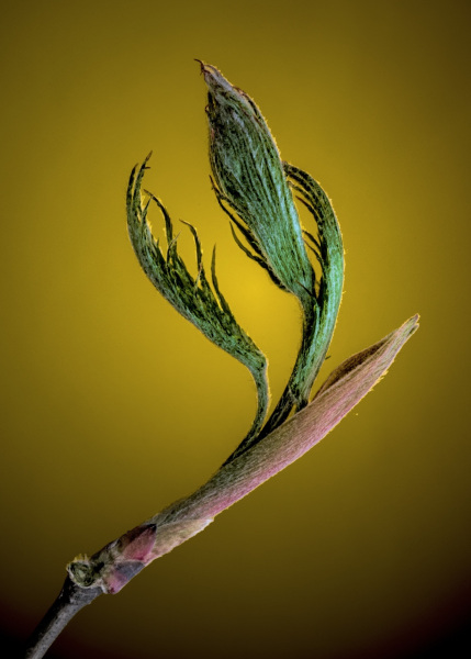 macro-j-maple-buds-21-Edit_pe-2