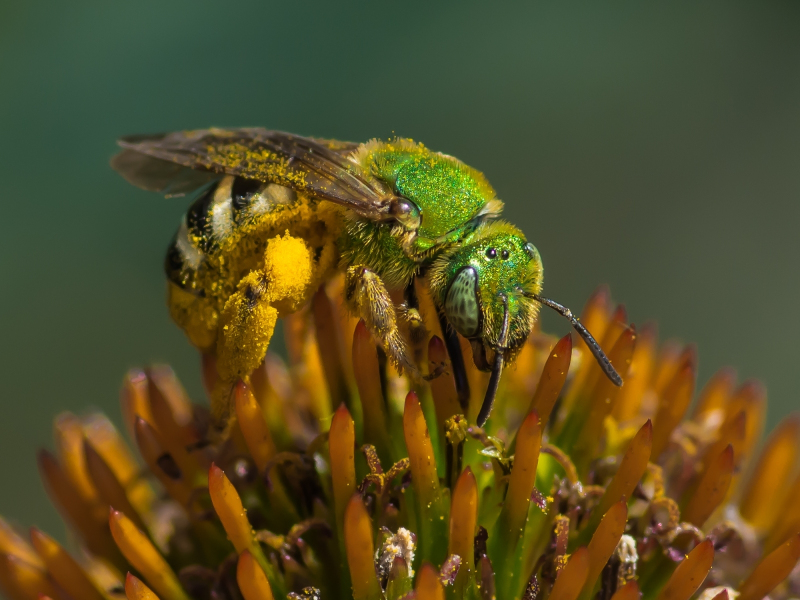 sweat-bee-2