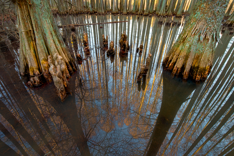 Frank Clemmensen - winter swamp reflections 1
