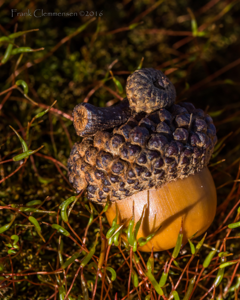 acorn-moss-side-light-macro-2