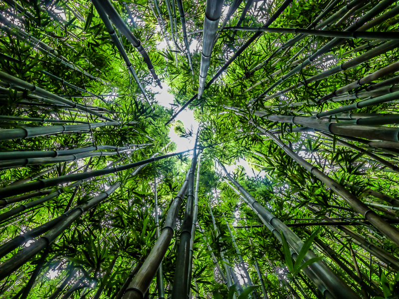 bamboo-sky-maui-upview-leaves-stems-1