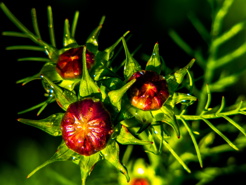 cosmos buds-1