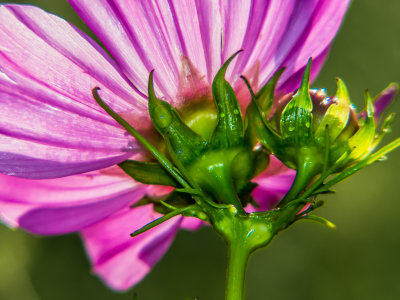 cosmos flower back-1