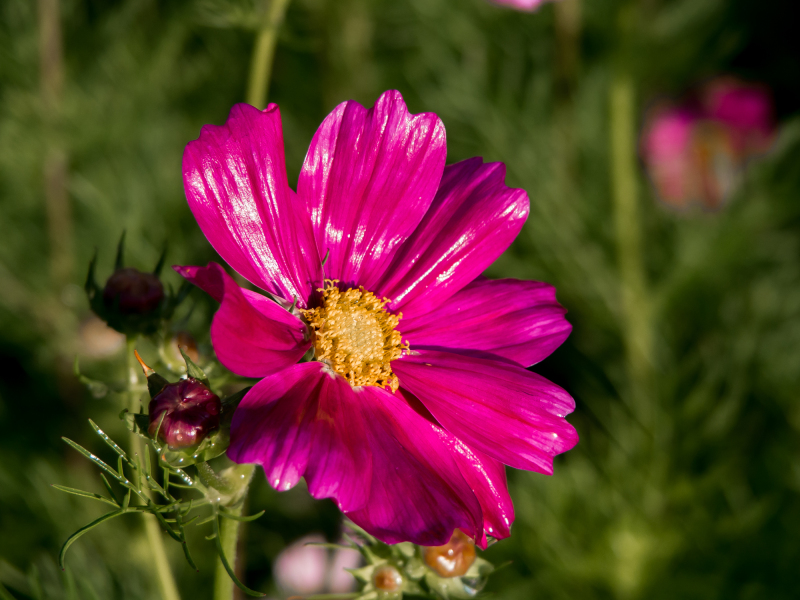 cosmos wet flower-1
