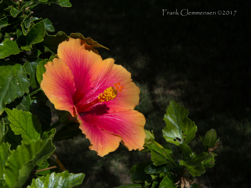 flower-hibiscus-color-stamen-1