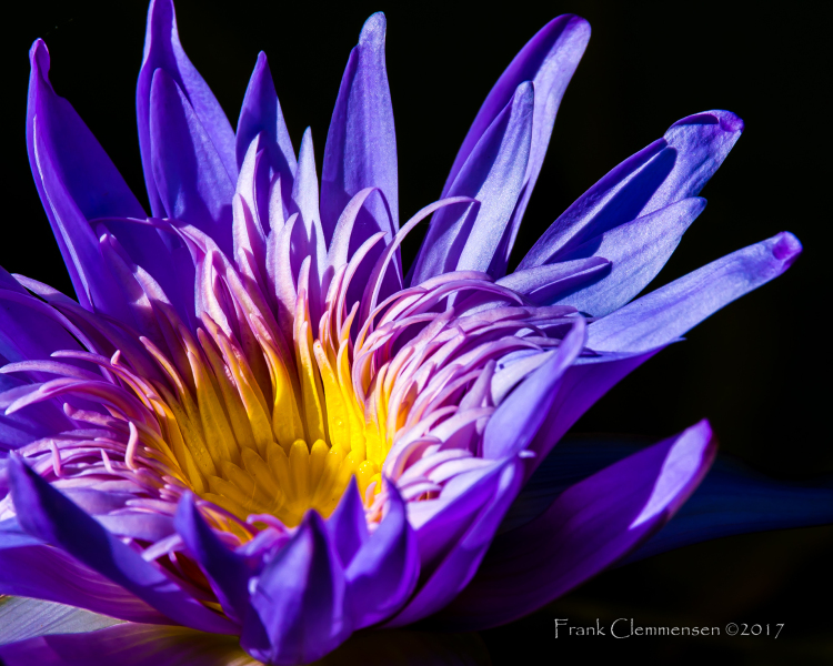 flower-water-lilly-blue-yellow-close