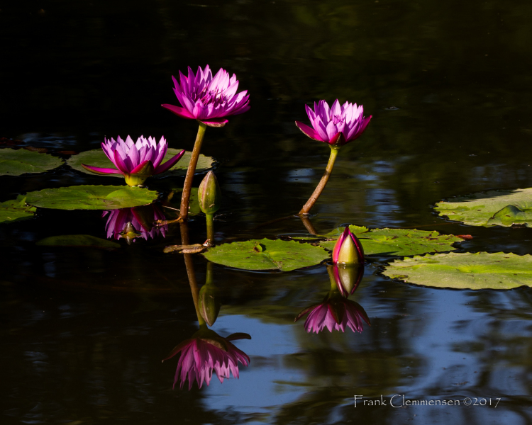 flower-water-lilly-purple-pond-reflection