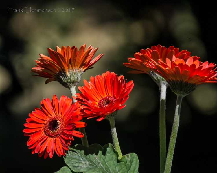flowers-gerber-daisy-red-boyken-bright