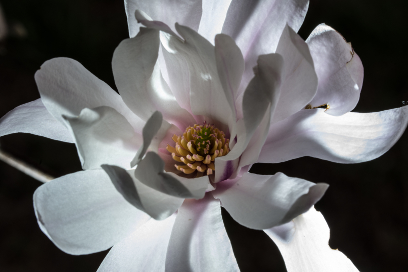 flowers-star-magnolia-backlite-petals-1