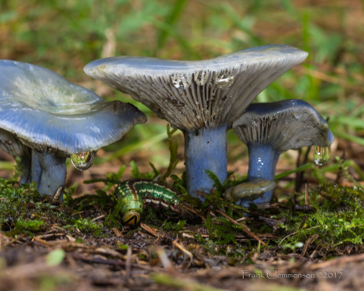 mushroom-blue-milk-macro-caterpillar