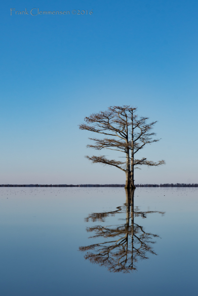 tree-mattamuskeet-lake-water-reflection-cypress