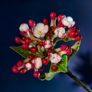 Carlesii Vib. flower