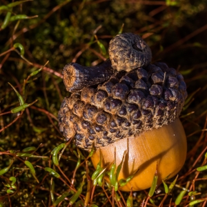 acorn-moss-side-light-macro-2