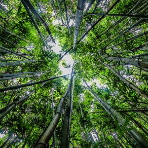 bamboo-sky-maui-upview-leaves-stems-1