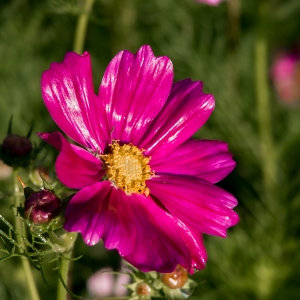 cosmos wet flower-1