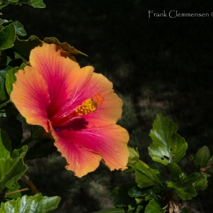 flower-hibiscus-color-stamen-1