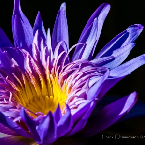 flower-water-lilly-blue-yellow-close