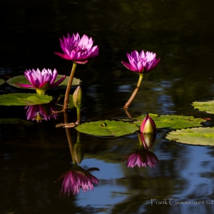 flower-water-lilly-purple-pond-reflection