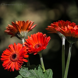 flowers-gerber-daisy-red-boyken-bright
