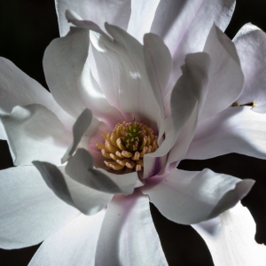 flowers-star-magnolia-backlite-petals-1