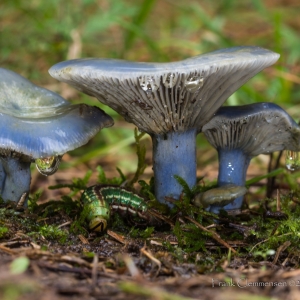 mushroom-blue-milk-macro-caterpillar
