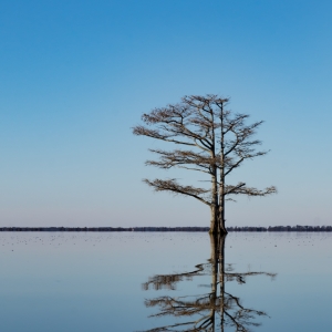 tree-mattamuskeet-lake-water-reflection-cypress