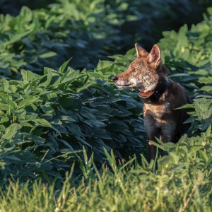 Red-Wolf-7-30-2020-4