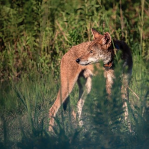 Red-Wolf-7-30-2020-6