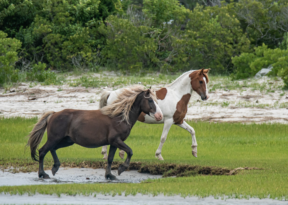 Chincoteague Ponies – Don Leonard greets Rip Tide