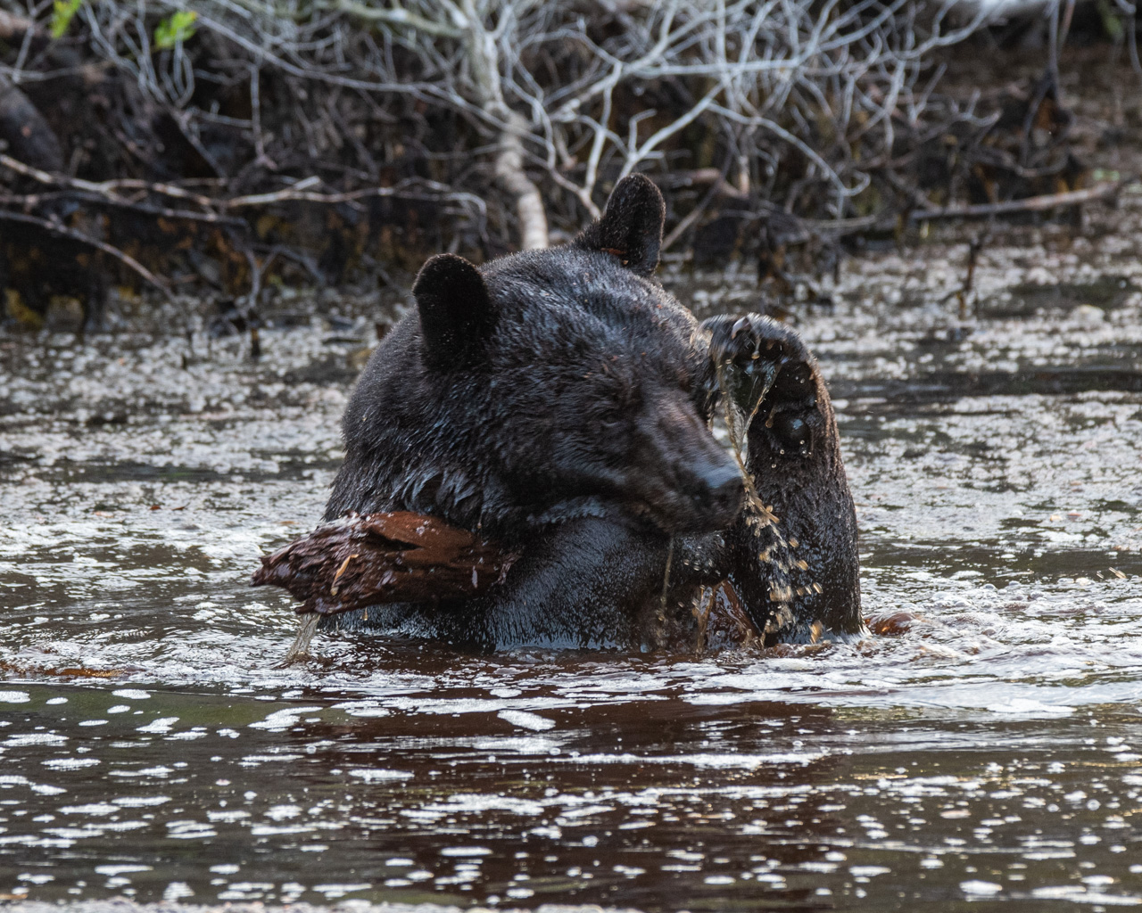 The Bears Of Eastern North Carolina